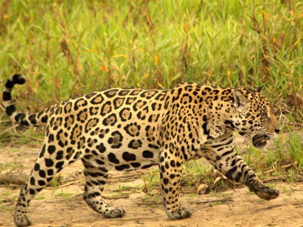 Mammals of Brazil wildlife tour