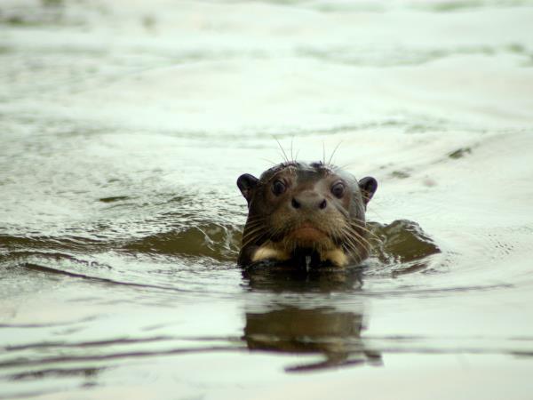 Mammals of Brazil wildlife tour