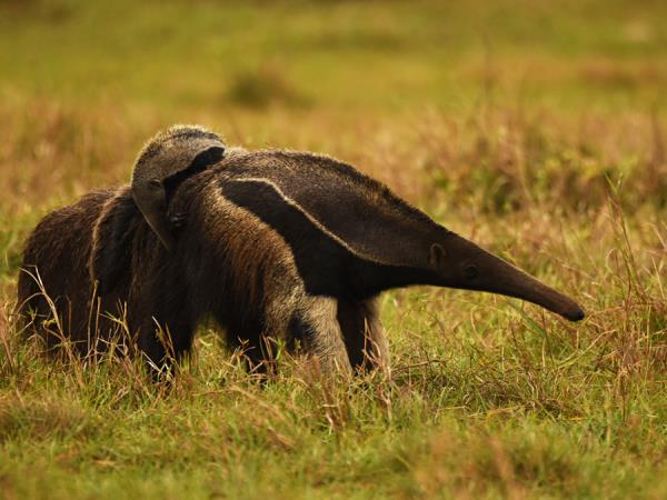 Mammals of Brazil wildlife tour