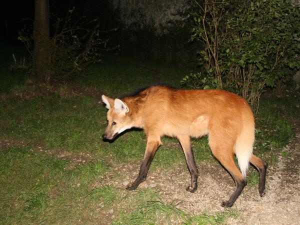 Mammals of Brazil wildlife tour