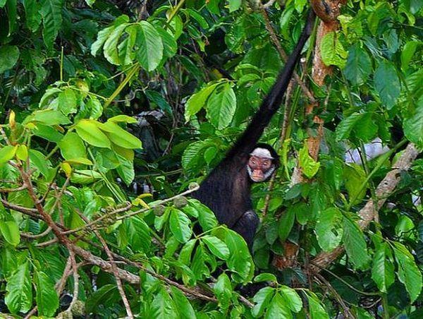 Mammals of Brazil wildlife tour