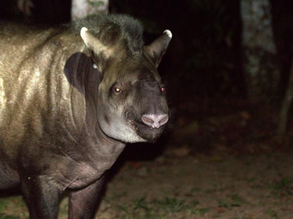 Mammals of Brazil wildlife tour