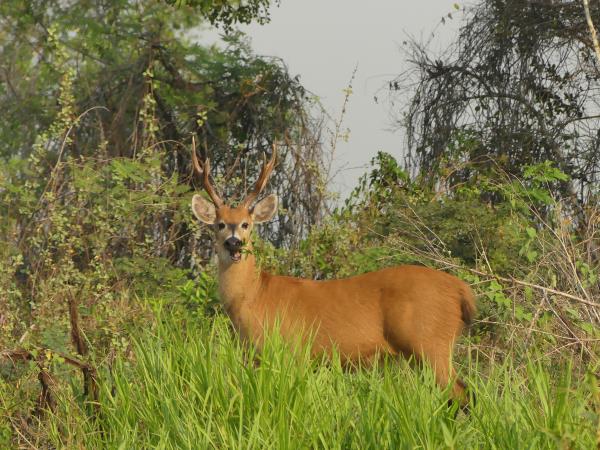 Mammals of Brazil wildlife tour