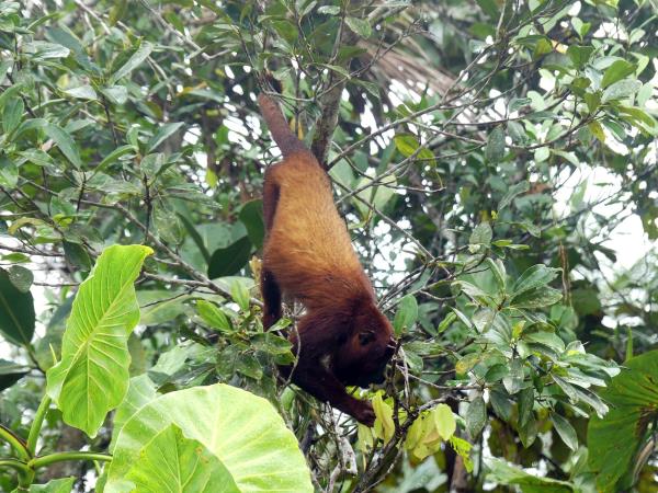 Mammals of Brazil wildlife tour