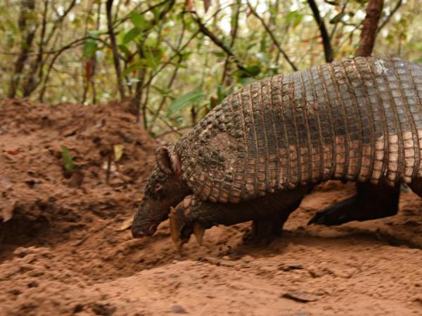 Mammals of Brazil wildlife tour