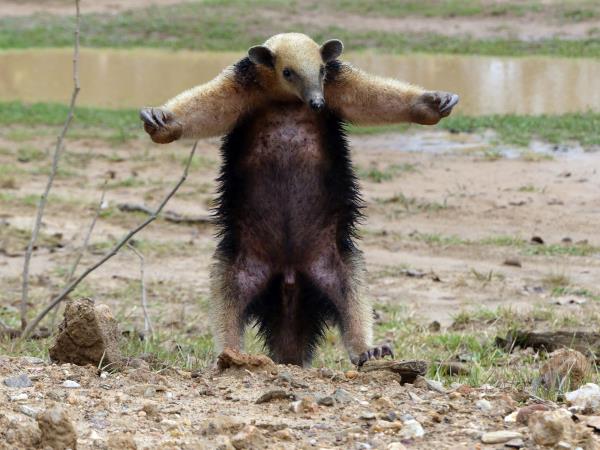 Mammals of Brazil wildlife tour
