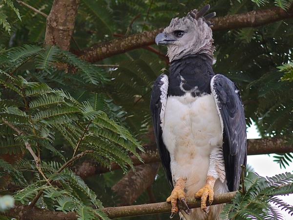 Harpy Eagle birdwatching tour in Brazil