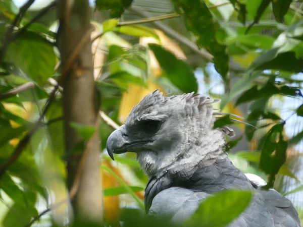 Harpy Eagle birdwatching tour in Brazil