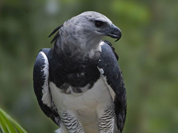 Harpy Eagle birdwatching tour in Brazil