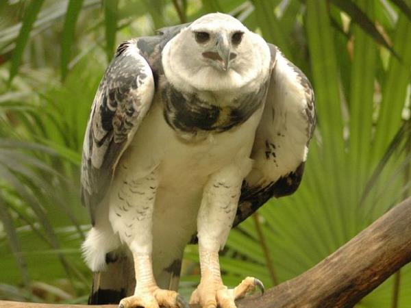 Harpy Eagle birdwatching tour in Brazil