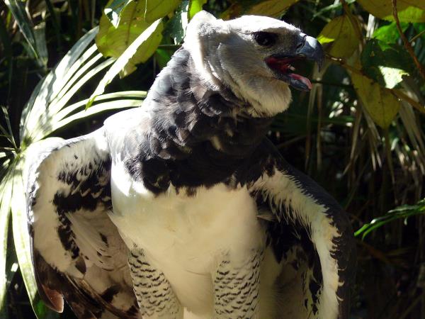 Harpy Eagle birdwatching tour in Brazil