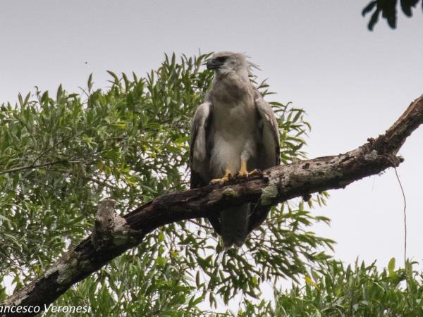 Harpy Eagle birdwatching tour in Brazil