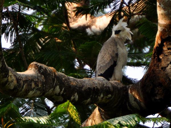 Harpy Eagle birdwatching tour in Brazil