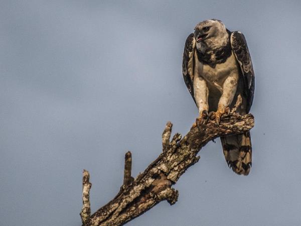 Harpy Eagle birdwatching tour in Brazil