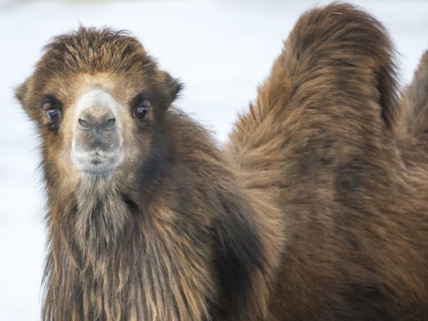 Mongolia winter holiday