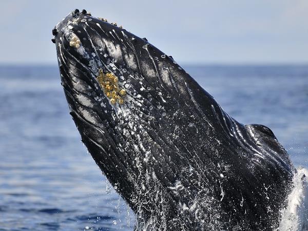 Azores whale watching and walking holiday