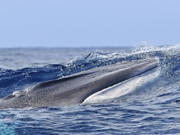 Azores family holiday, whale watching and walking