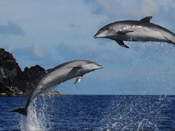 Azores family holiday, whale watching and walking