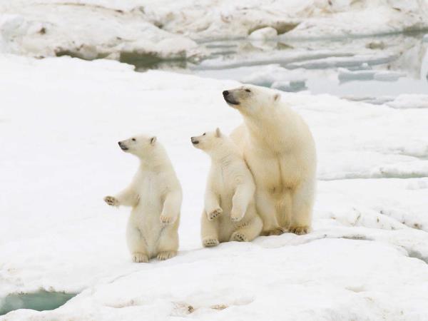 Russian Arctic Circle cruise with Wrangel Island