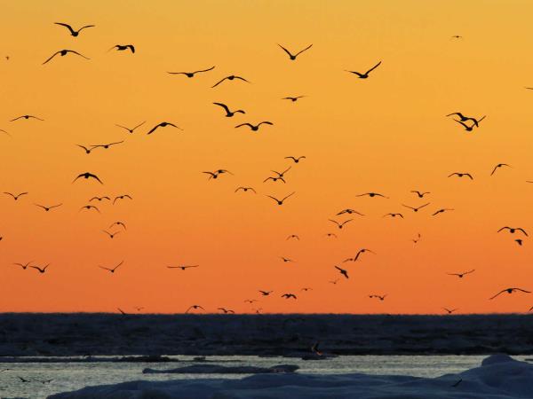 Russian Arctic Circle cruise with Wrangel Island