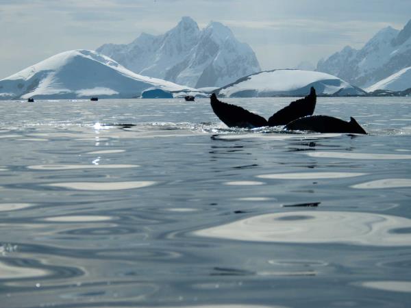 Antarctic Circle expedition cruise