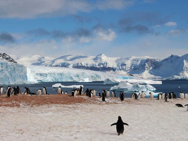 New Year Antarctic cruise to South Georgia