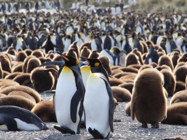 2021 solar eclipse cruise in Antarctica