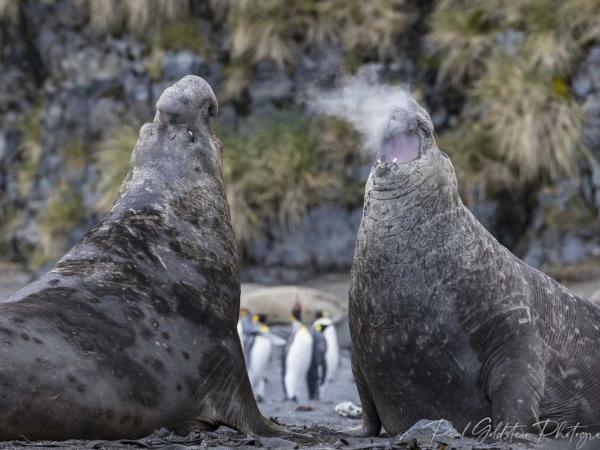 Antarctic photography cruise, South Georgia & Falklands