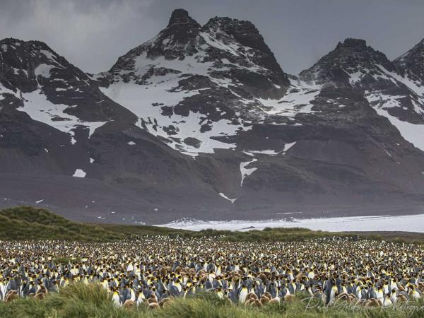Antarctic photography cruise, South Georgia & Falklands