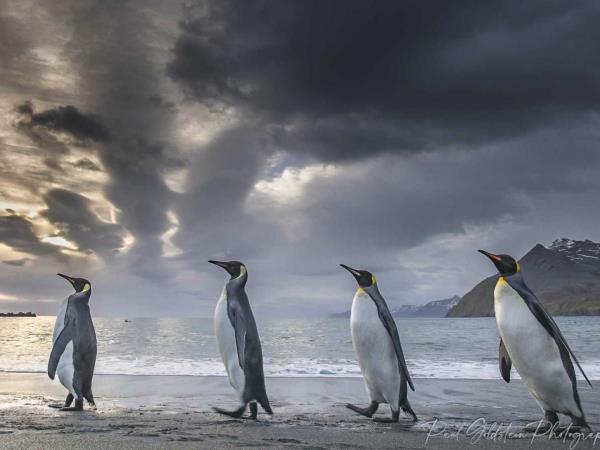 Antarctic photography cruise, South Georgia & Falklands