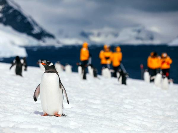Antarctic wildlife cruise, South Georgia & Antarctica