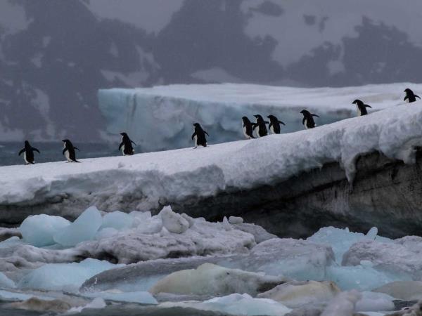 Antarctic wildlife cruise, South Georgia & Antarctica
