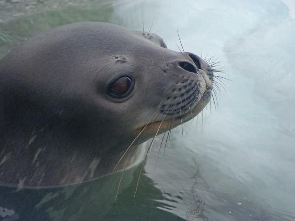 Antarctic wildlife cruise, South Georgia & Antarctica