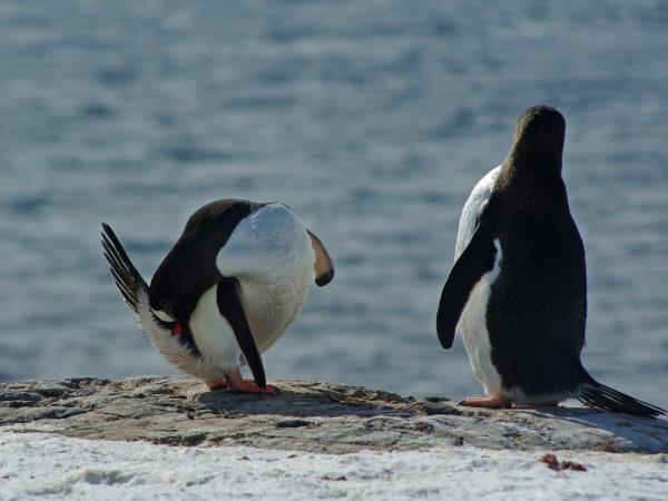 Antarctic wildlife cruise, South Georgia & Antarctica