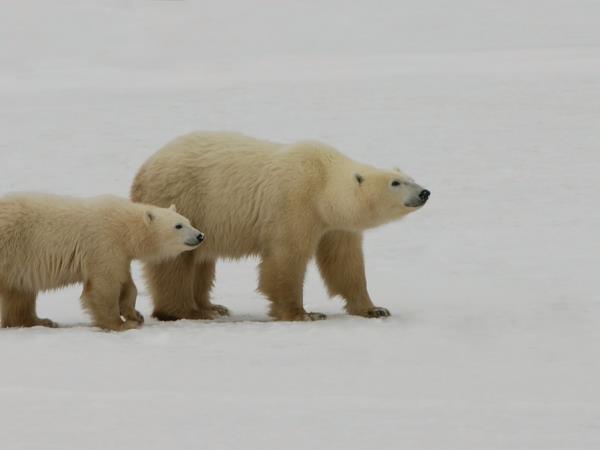 Polar bear tours in Canada