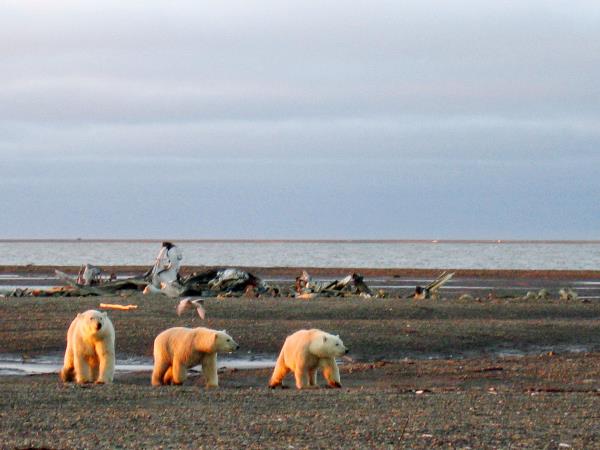 Polar bear tours in Canada