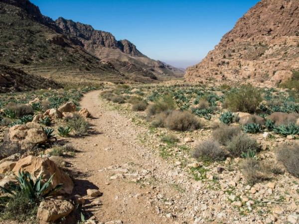Jordan desert and history tour