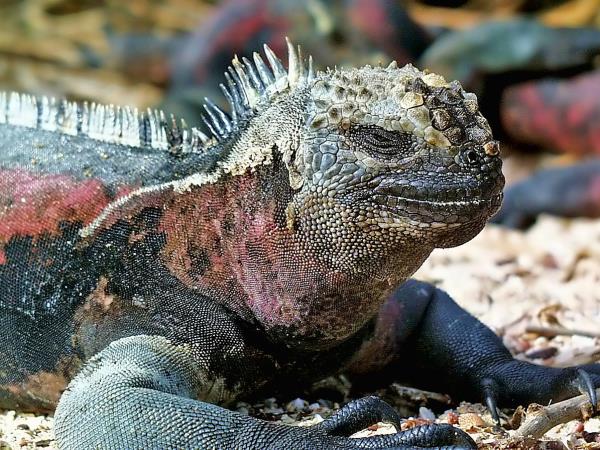 Galapagos tailor made holiday
