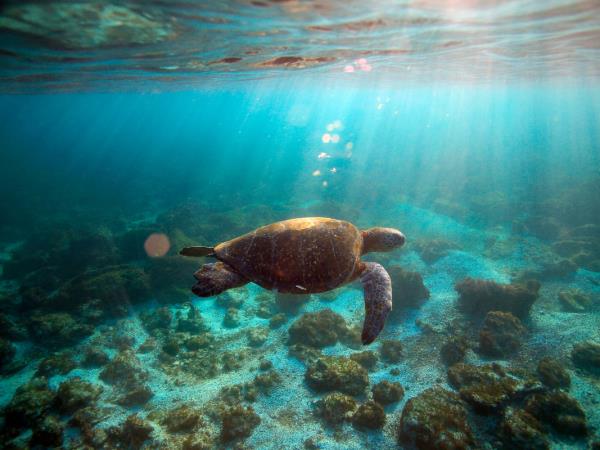 Galapagos tailor made holiday