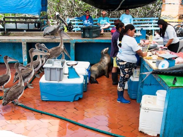 Galapagos tailor made holiday