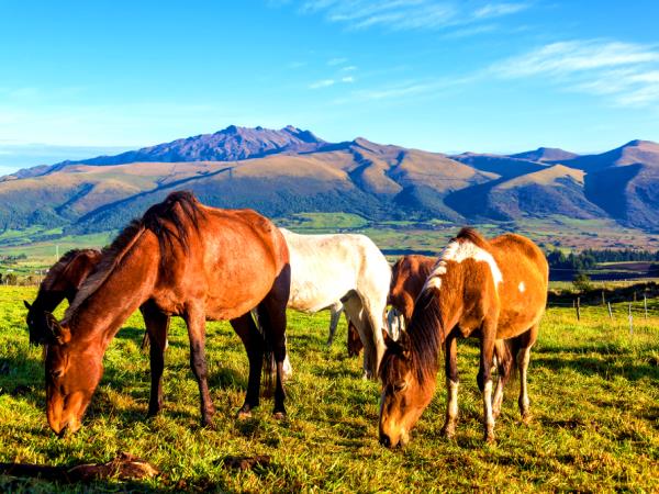 Ecuador tailor made adventure holiday