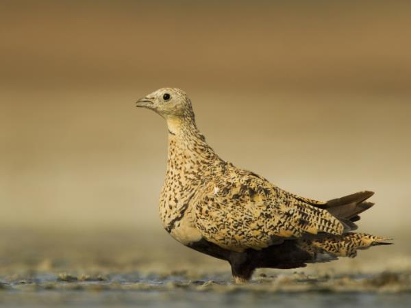 Andalucia birding tour in Spain