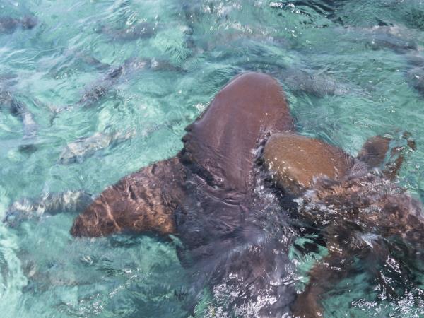 Belize 14 day holiday