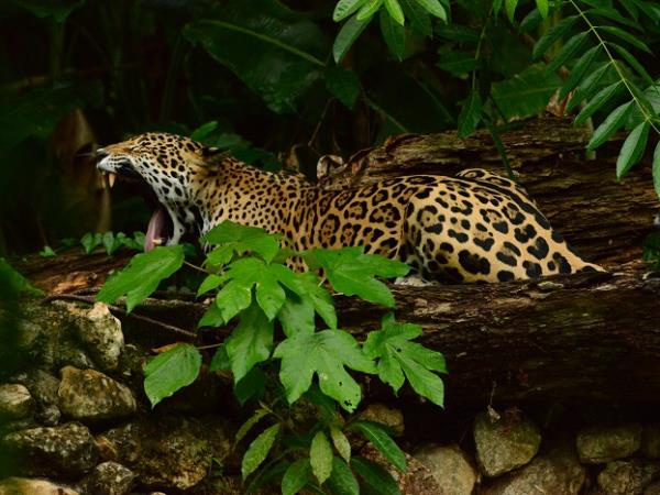 Highlights of Belize holiday, tailor made