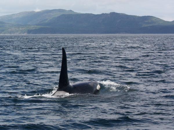 Orca kayaking and camping tour, Canada