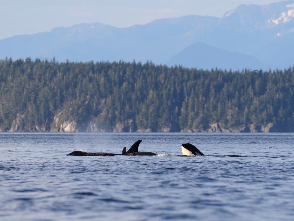 Orca kayaking and camping tour, Canada