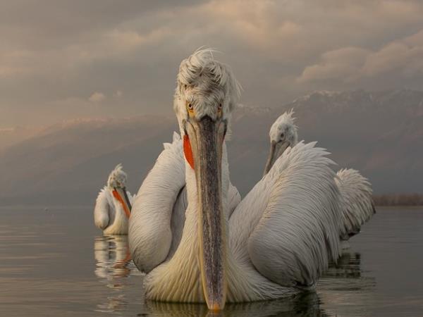 Greece bird watching holiday, Lake Kerkini