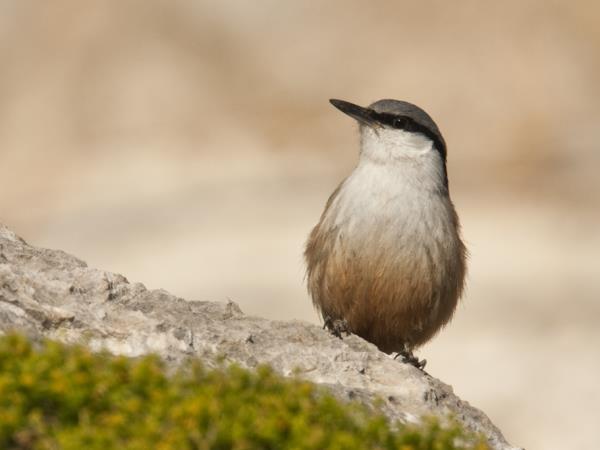 Lesvos birdwatching holiday in Greece