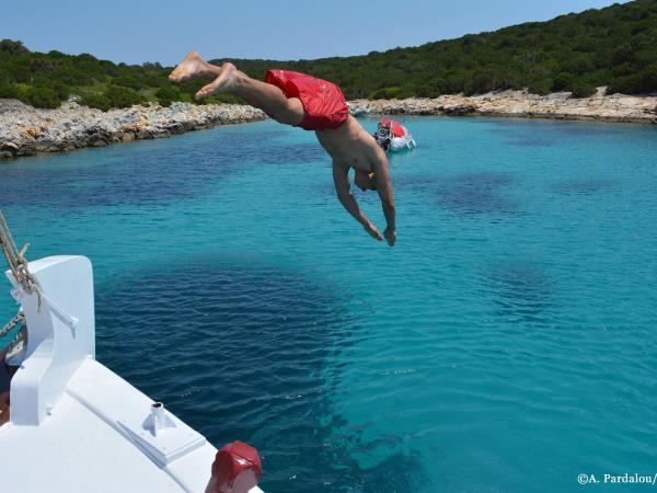 Dolphin conservation holiday in Greece