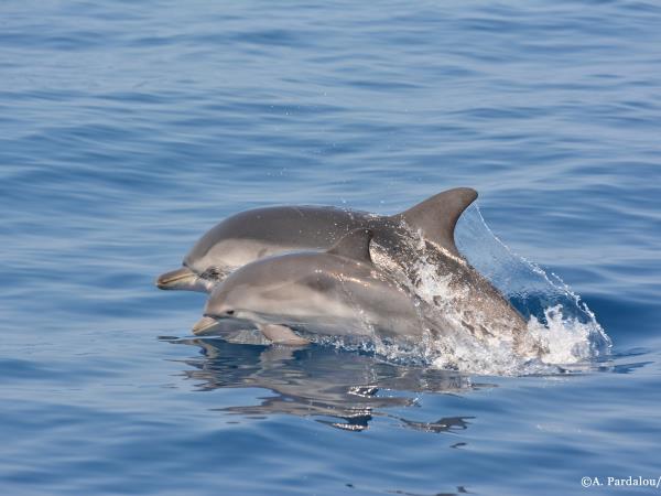 Dolphin conservation holiday in Greece